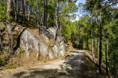 Pine trees in forest