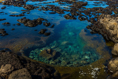 High angle view of coral in sea