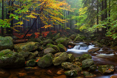 Scenic view of waterfall in forest