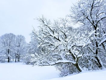 Bare trees on snow covered field against sky