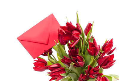 Close-up of red flowers over white background