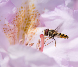 Close-up of bee pollinating on purple flower