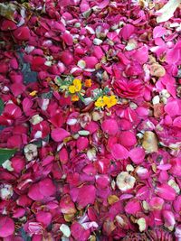 Full frame shot of pink flowers