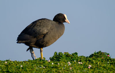 Close-up of bird against clear sky