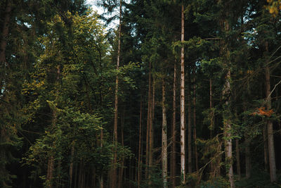 View of trees in forest