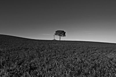 Single tree on field against sky