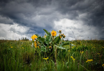 Scenic view of sunflower field against cloudy sky