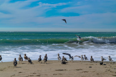 Seagulls on beach against sky