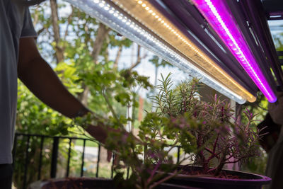 Low angle view of potted plant on railing