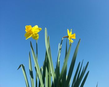 Low angle view of flowering plant against clear blue sky