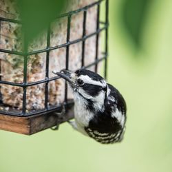 Close-up of bird perching on feeder