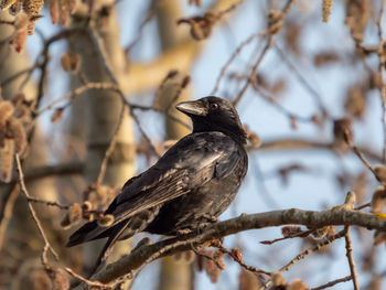 Low angle view of bird perching on branch