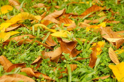 Close-up of autumn leaves on field