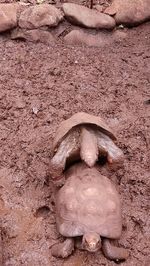 High angle view of horse on field