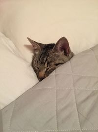 Close-up of cat sleeping in bed