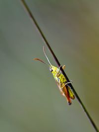 Close-up of grasshopper on twig