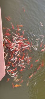 High angle view of koi carps swimming in lake