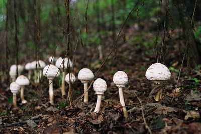 Close-up of mushrooms in forest