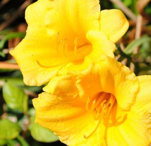 Close-up of yellow hibiscus blooming outdoors