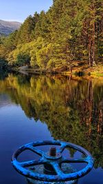 Reflection of trees in lake