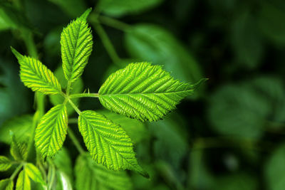 Close-up of green leaves