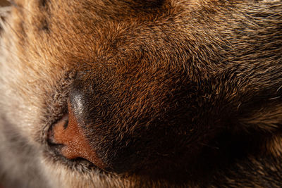 Close-up of cat resting