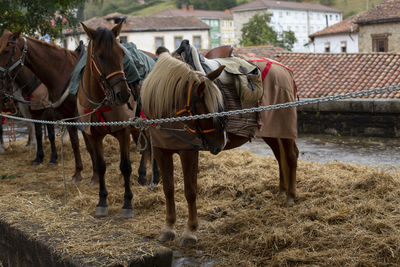 Saddle horses