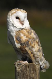 Barn owl on gate post daylight