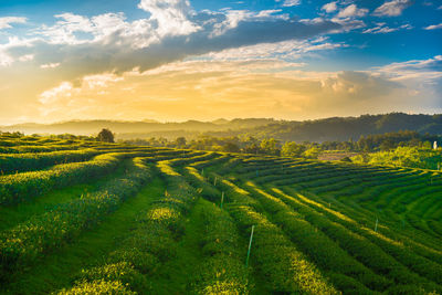 Scenic view of agricultural field against sky during sunset