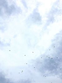 Low angle view of birds flying in sky