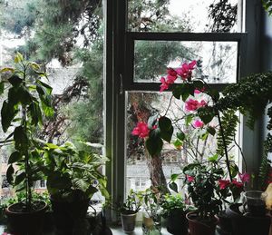 Flowers in vase against window