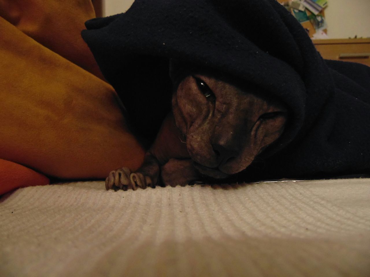 Cat under blanket