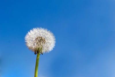 Close-up of dandelion against blue sky