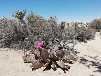 Flowering plants on sand against clear sky on sunny day