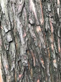 Close-up of tree trunk