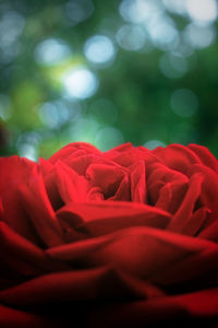 Close-up of red rose