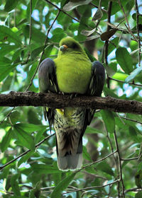 Low angle view of parrot perching on tree