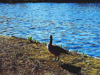 Bird on lake