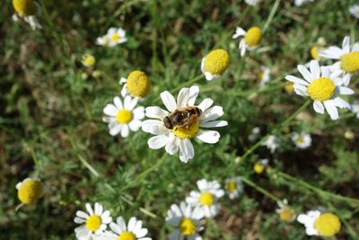 High angle view of bee on white flowers