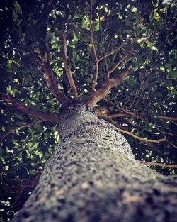 Low angle view of trees growing in forest