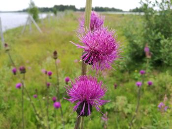 Close-up of thistle blooming on field