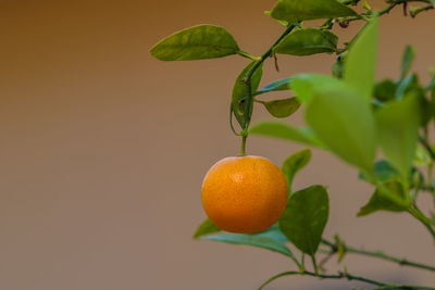 Close-up of orange growing on tree