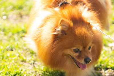 Close-up of a dog looking away