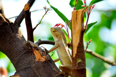 Close-up of a lizard on tree