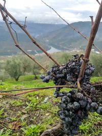 Close-up of grapes growing in vineyard