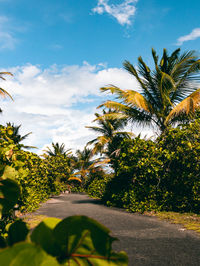 Palm trees against sky