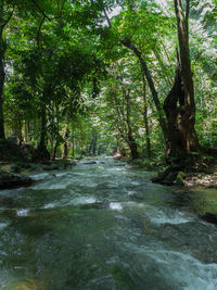 Stream flowing amidst trees in forest