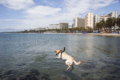 Labrador retriever doing a jump in the sea on the andalusian coast