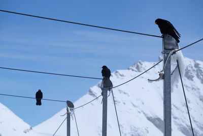 Low angle view of bird perching on electricity pylon against sky