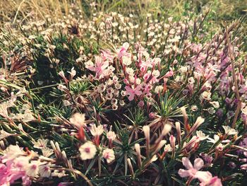 Flowers growing on field